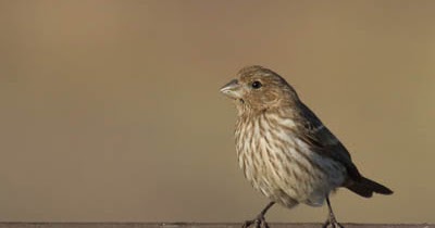 What do House Finches look like? - What birds are in my backyard?