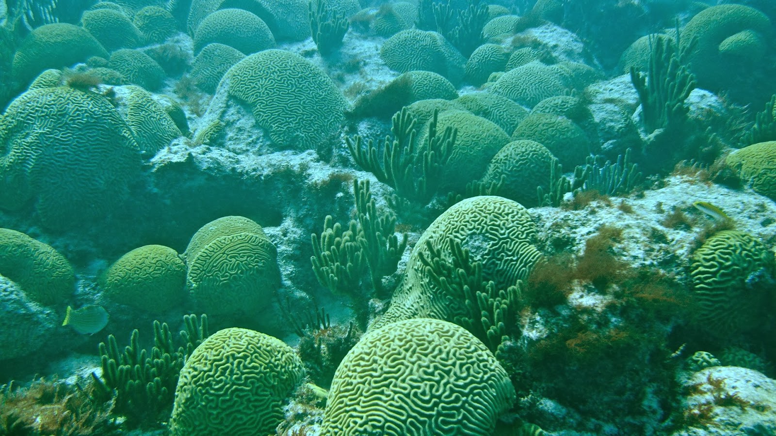 Antilles 2013 2014 Bermuda's coral reefs