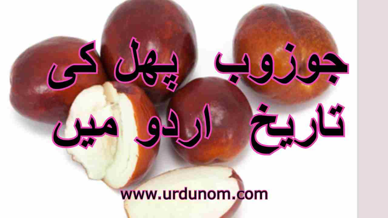 جوزوب  پھل کی تاریخ  اردو میں | History of Jujube fruit in Urdu