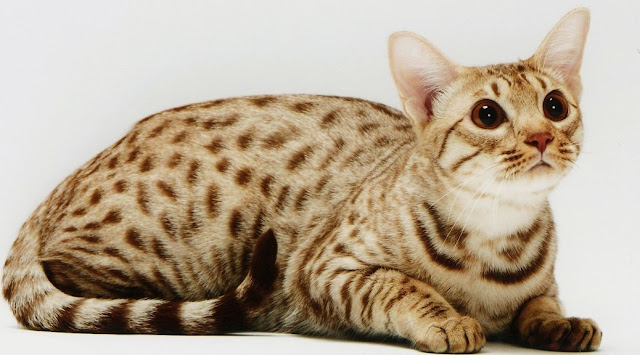 Ocicat (Katze): Haltung, Charakter & Pflege | zooplus