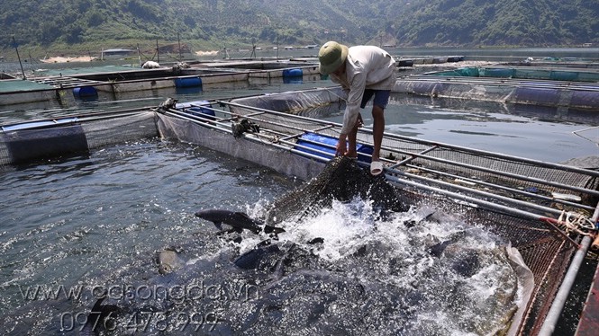 Lồng nuôi cá VietGAP trên sông Đà Ca%2Bsong%2Bda%2B2