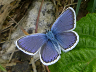 Silver-Studded Blue (2021)