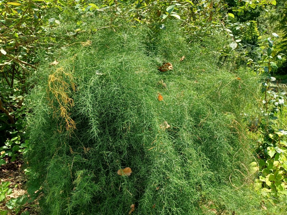 Future Plants by Randy Stewart Asparagus Ornamental Asparagus