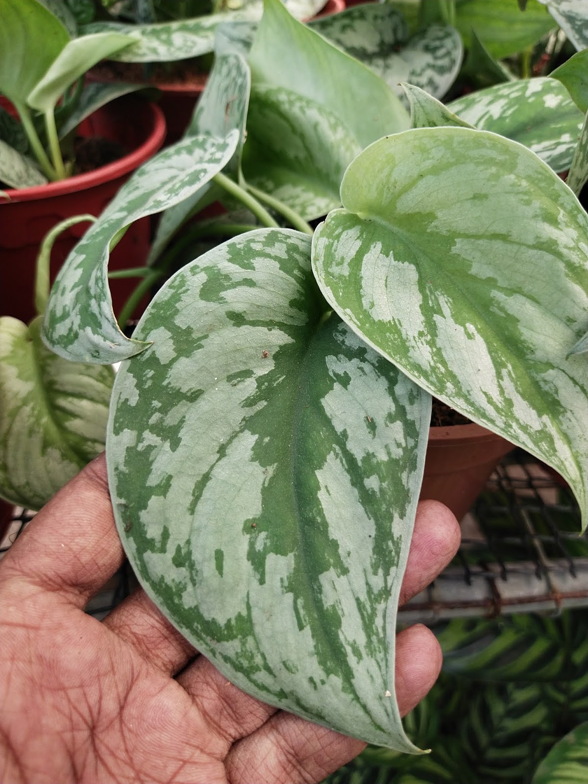 scindapsus pothos exotica pictus satin characteristics chronicles garden