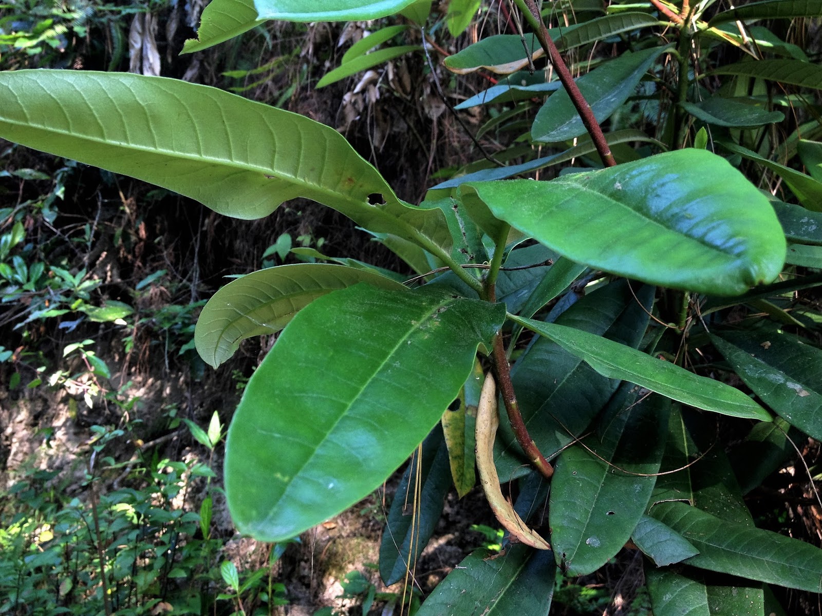 Natural vegetation In Nepal Travellers Nepal
