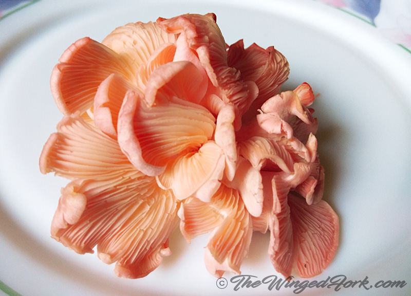 Oyster mushroom protein Biobritte mushrooms Biobritte mushroom supplier