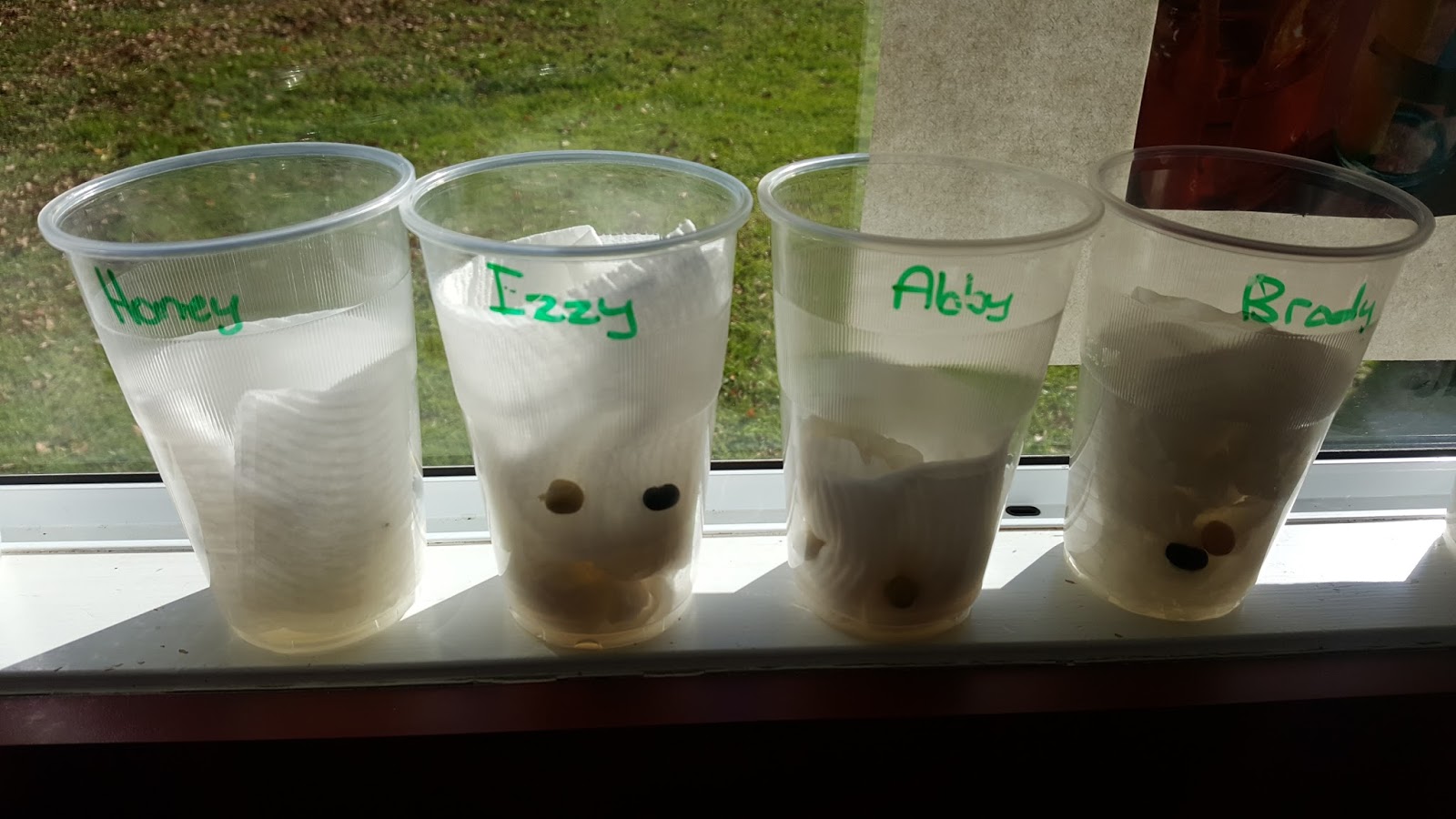 Room 4 How does a seed grow?