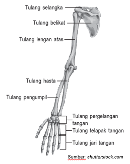 Sistem Gerak Pada Manusia Alat Gerak Pasif Dan Alat Gerak Aktif