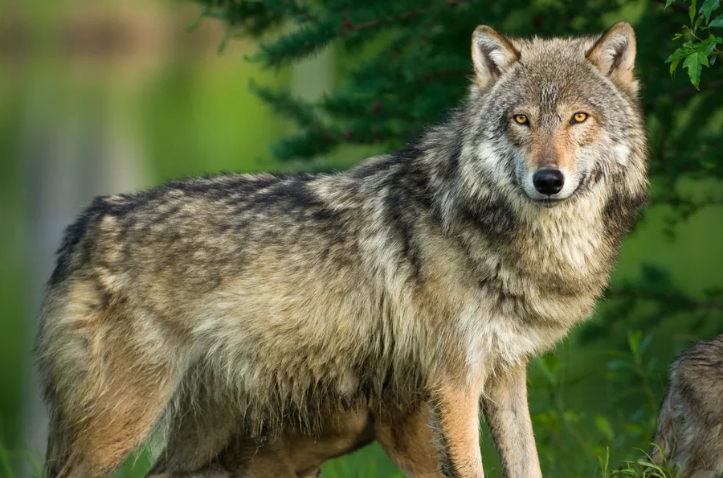 Endangered species research paper outline picture