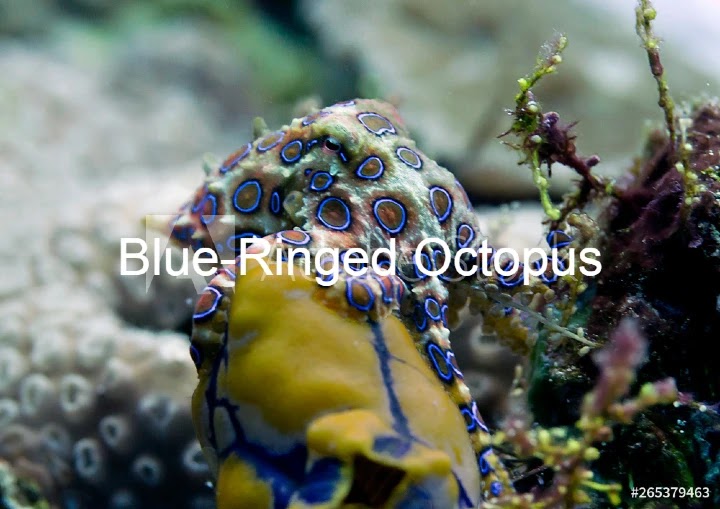 Blue-Ringed Octopus