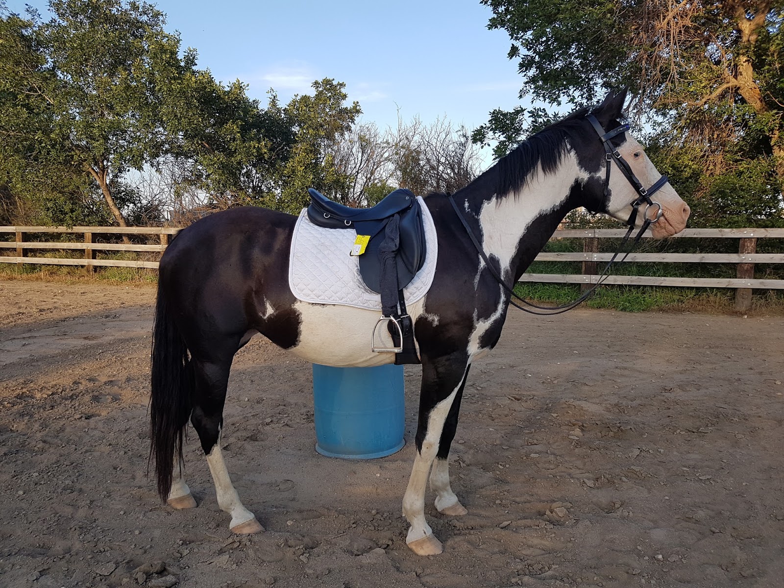 Autonomous Dressage Girths, Girths, Girths