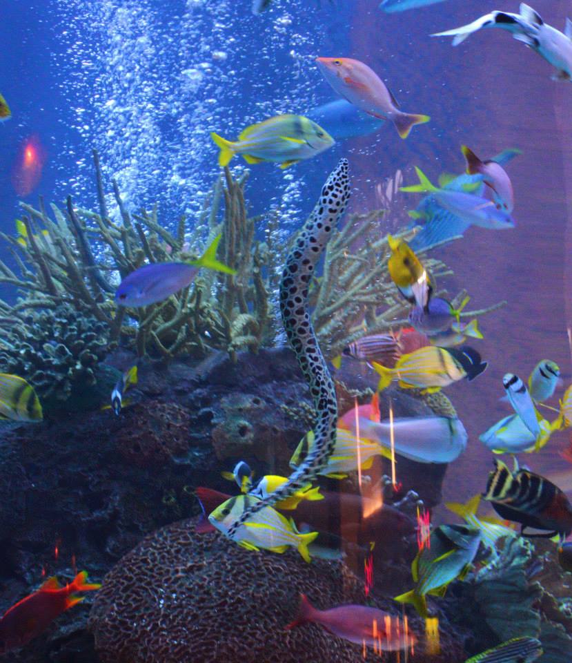 Trips 'n Toys Aquarium Restaurant Nashville, TN