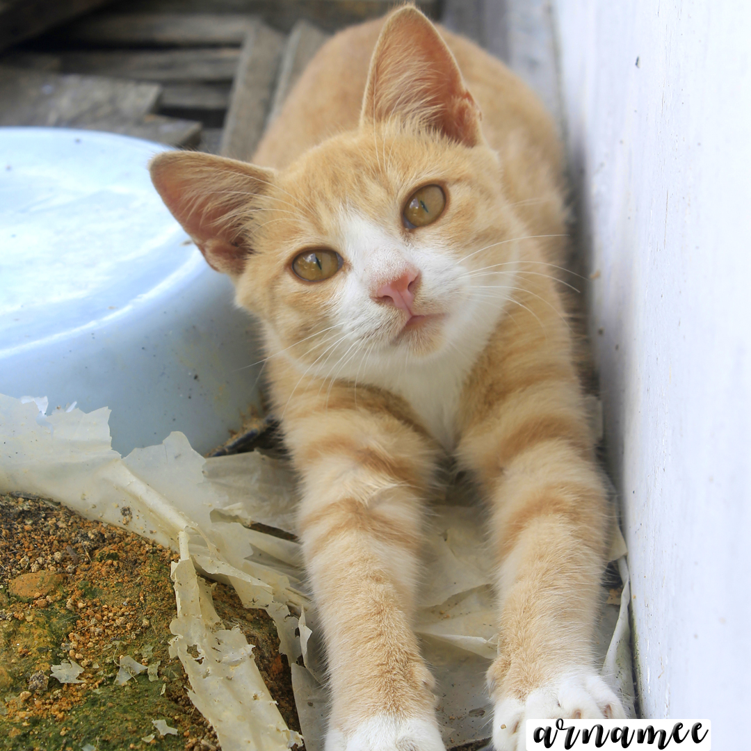 Fotografi: Gambar kucing comel | Arnamee blogspot