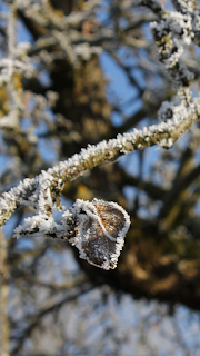 Freebie, Winter Wallpaper iPhone Freebie, Winter Wallpaper, ©MissPaperback