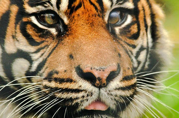 Ratna a Sumatran tiger with corneal ulcer in her left eye