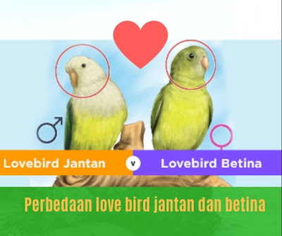 Bagaimana Sih Cara Membedakan Lovebird Jantan Dan Betina