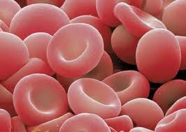 los globulos rojos tambien son celulas