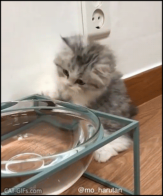 Cute kitten GIF • Aww cute fluffy Kitty confused by a big water bowl. “Mom, is it a swimming pool for kitties?” Cute kitten GIF • Aww cute fluffy Kitty confused by a big water bowl. “Mom, is it a swimming pool for kitties?”