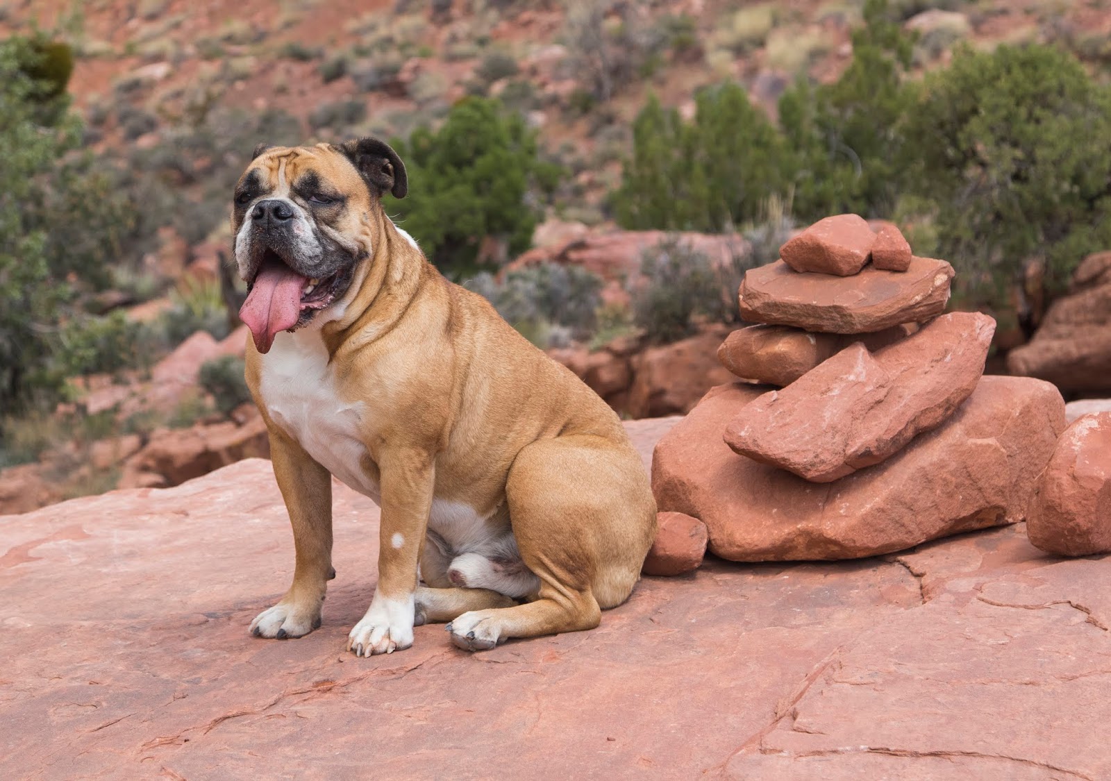 DogFriendly Restaurants in Sedona