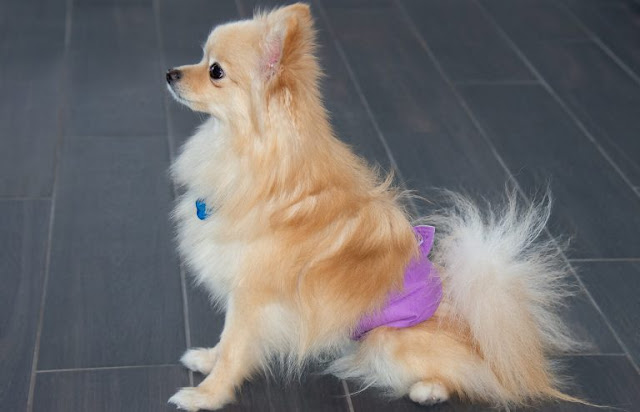 4 أسباب وراء تأخر الحيض عند الكلاب وطرق العلاج بالتفصيل ؟