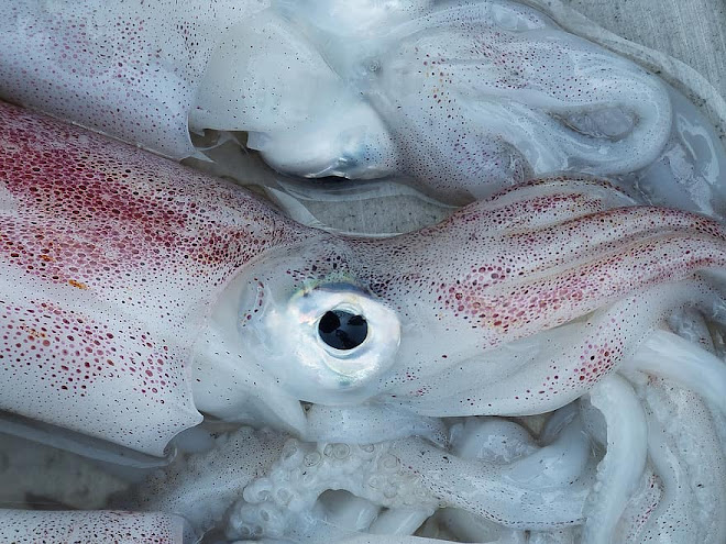 Attendrir les encornets par une marinade