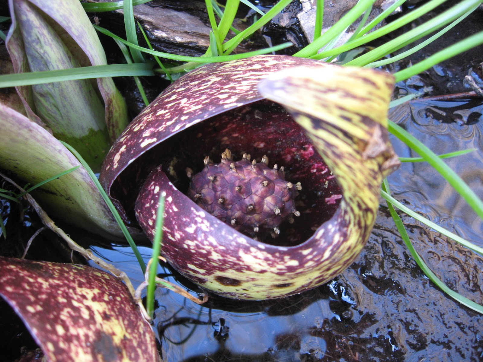 Normal Biology: Mission Complete: Skunk Cabbage