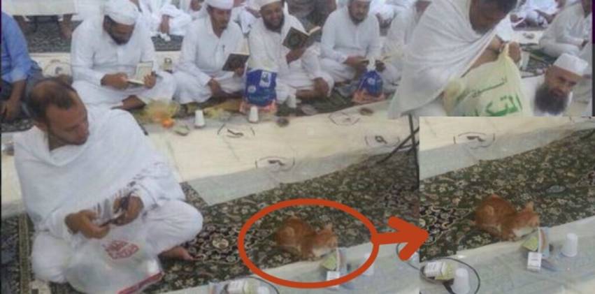 Aksi Kucing Puasa di Mekkah Ini Hebohkan Dunia Maya