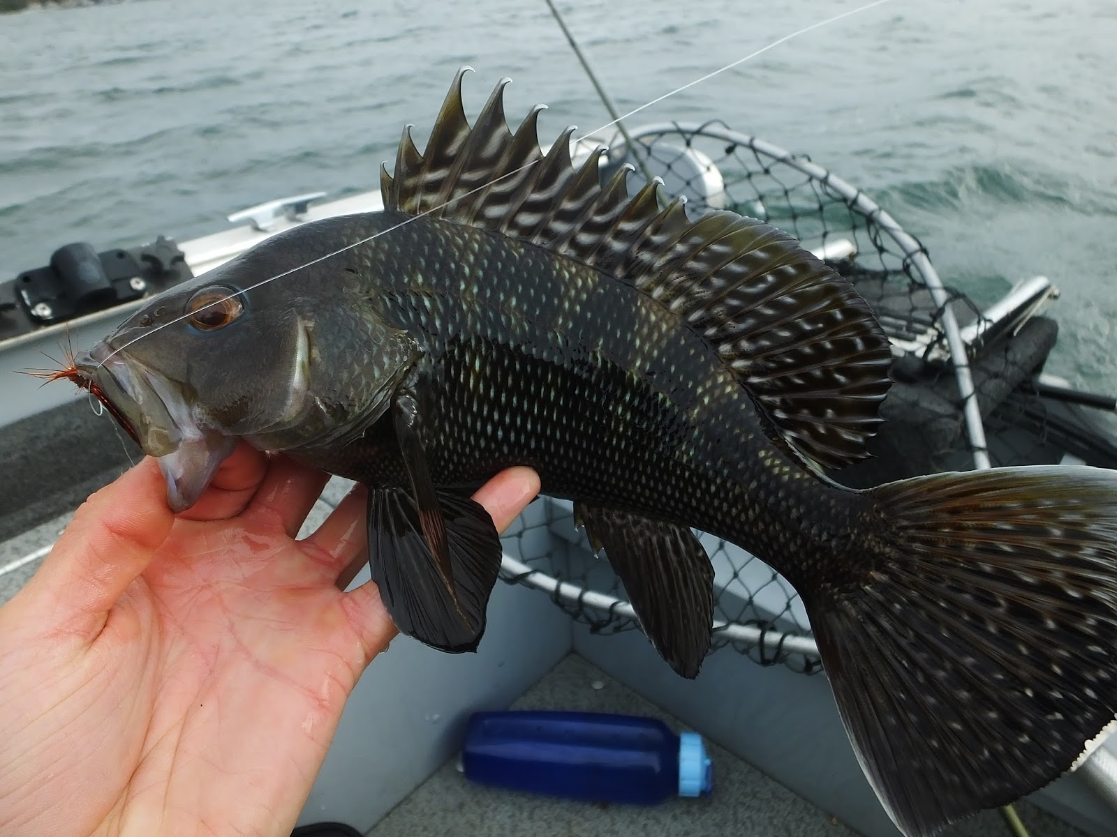 Connecticut Fly Angler Sea Bass, Tautog, Scup, and Albies