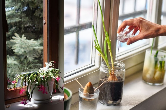 A Couple of Tips For The Indoor Gardener