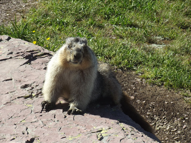Marmot-Glacier-National-Park