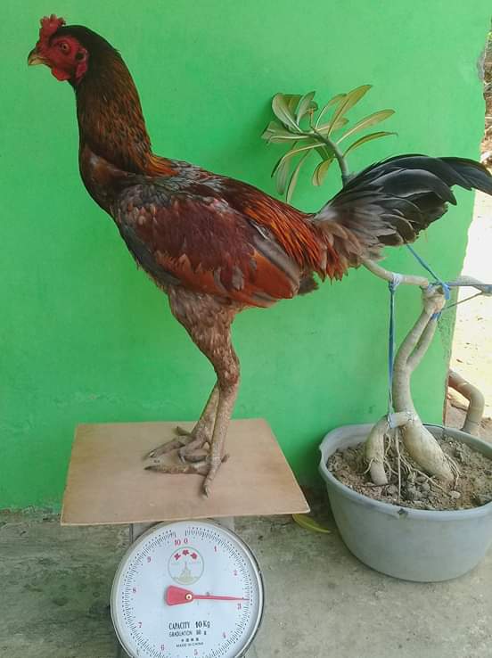 Ayam Bulbi (Bulu Biang)