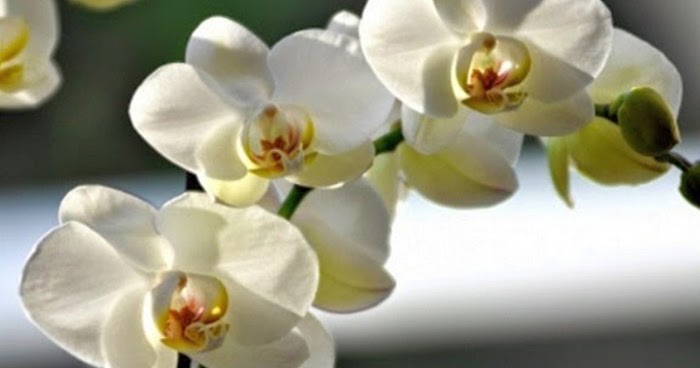 Begini Cara Menyilangkan Anggrek Bulan yang Benar - niadi.net