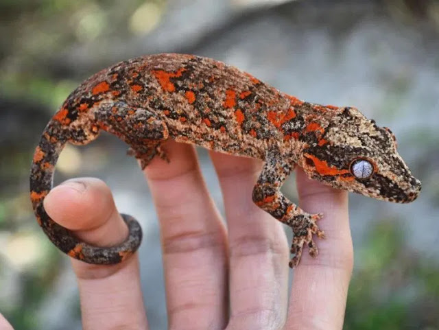 Tips Lengkap Gecko : Cara Memelihara Hingga Merawatnya