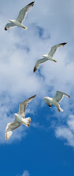 formation birds fly flying why animals wild