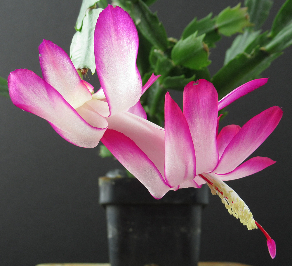 Plants are the Strangest People: Schlumbergera seedling gallery