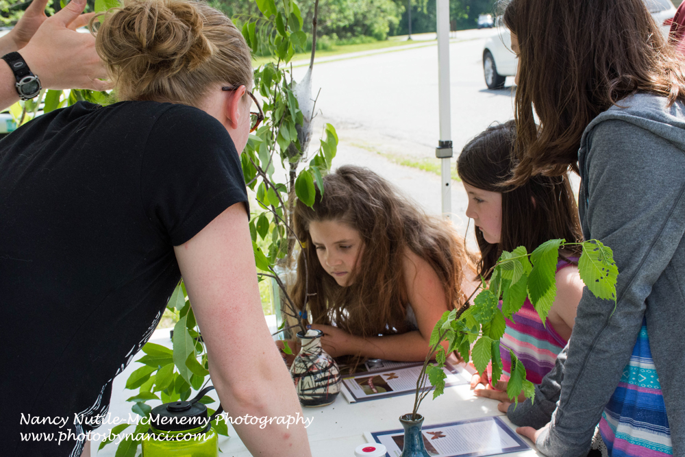 The World Of Caterpillars Visited Weathersfield Proctor Library 