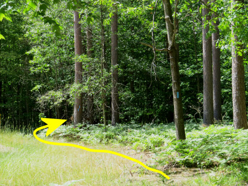 Freesoil Trailhead