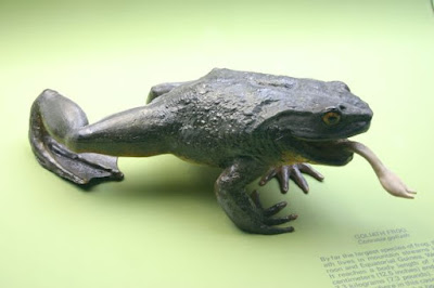 Goliath Frog,  the Largest frog in the world
