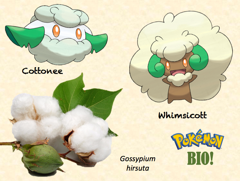 ENG ⬇️] Rootato, el pokémon tubérculo de tipo planta/tierra