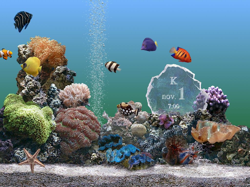 dream aquarium