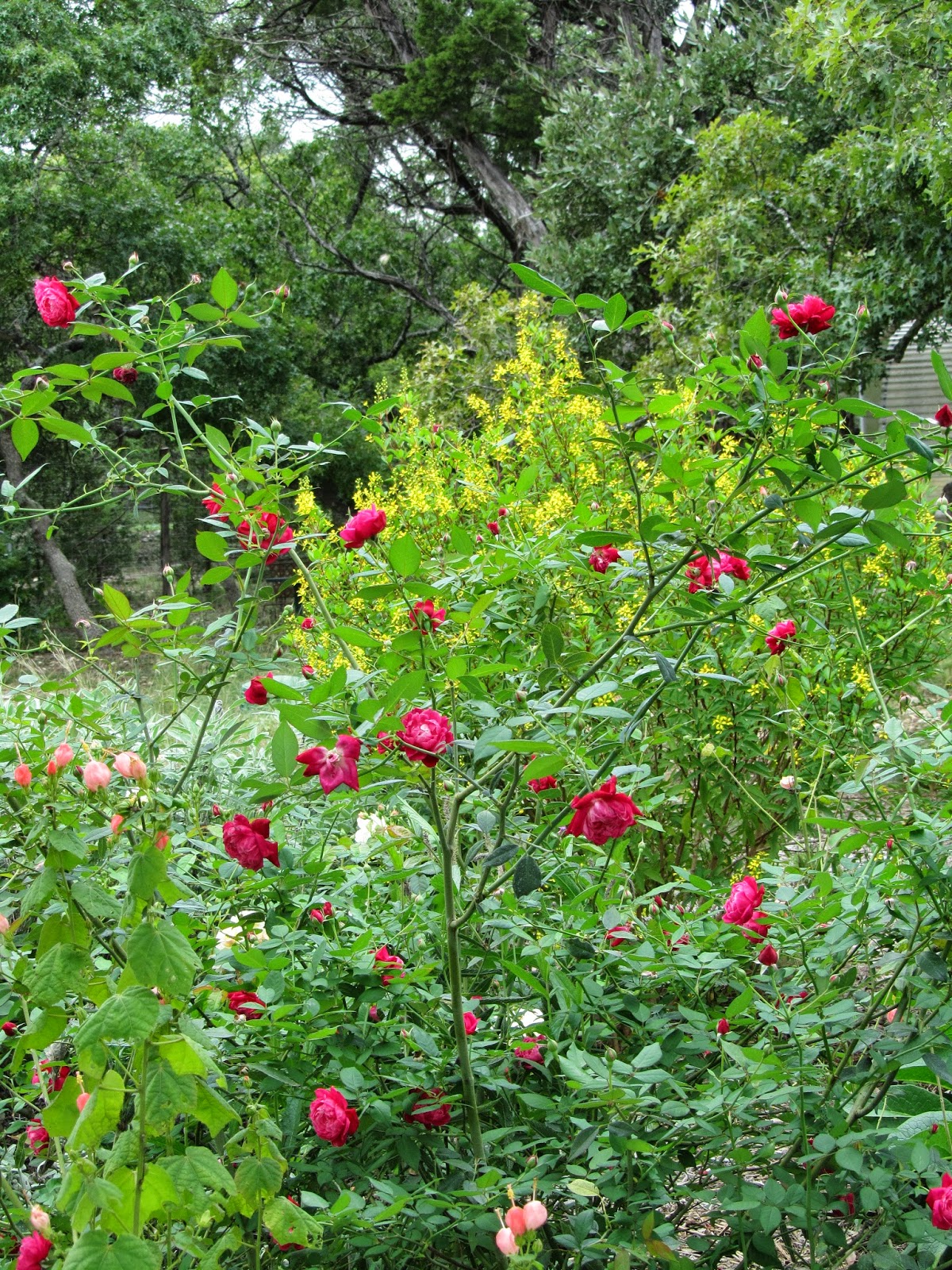 Hastypearl: South Texas Red Garden October Hastypearl