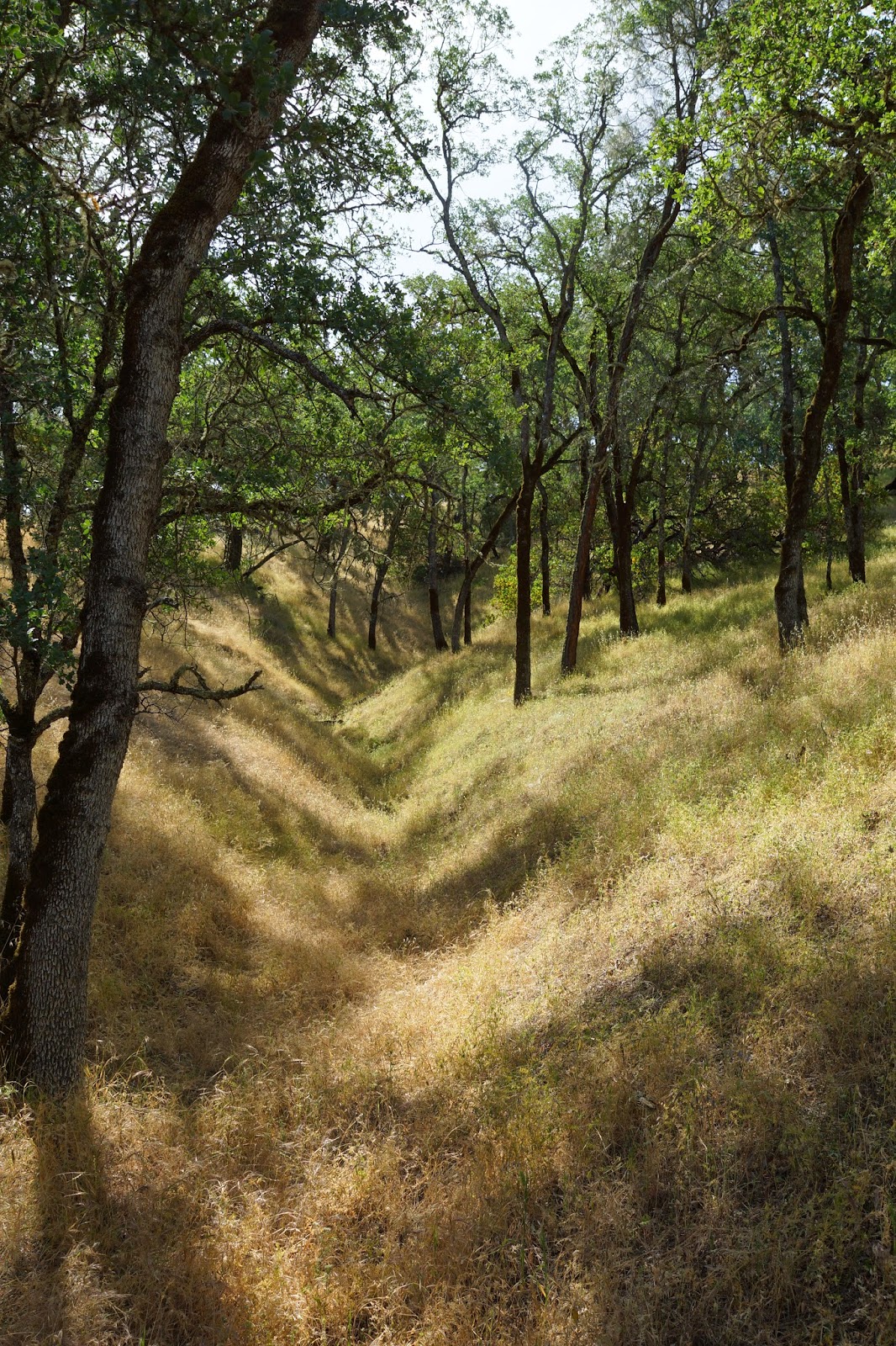 Mamma Quail Hiking California A Scorching Day at the Smittle Creek