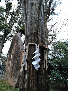 ”喘息封じのカリンの木”。”京都の巨樹名木100選”樹齢100年を超える「ご神木」