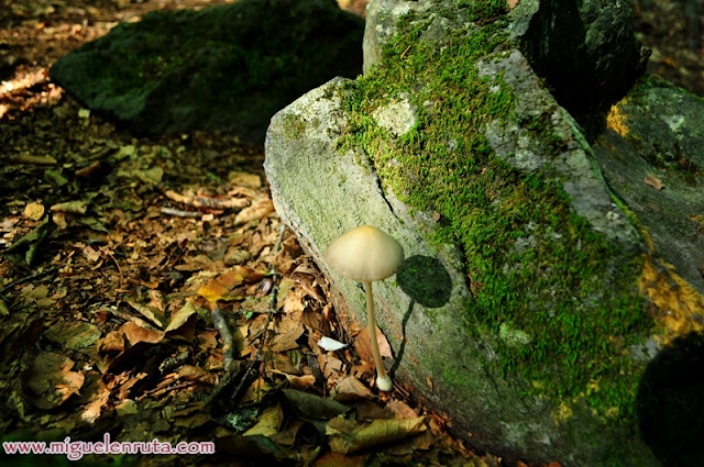 La Garrotxa