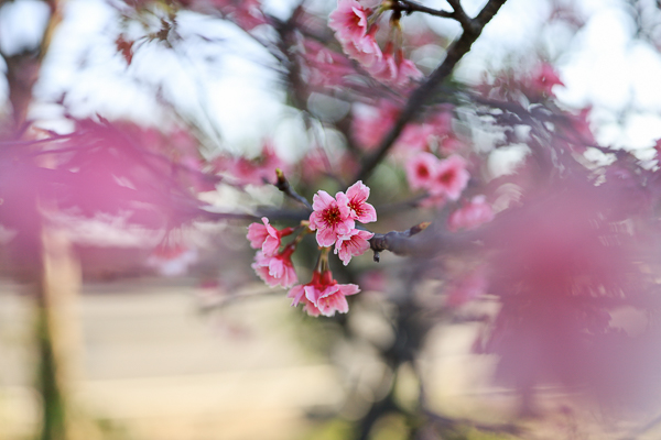 台中烏日湖日社區櫻花林，數十棵粉紅櫻花隧道，平地賞櫻好去處