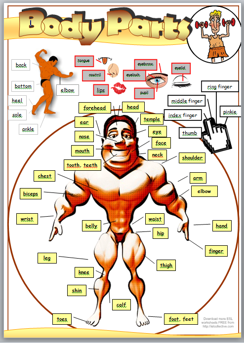 Hannah's English Classroom: Body Parts (on a very muscly man!)