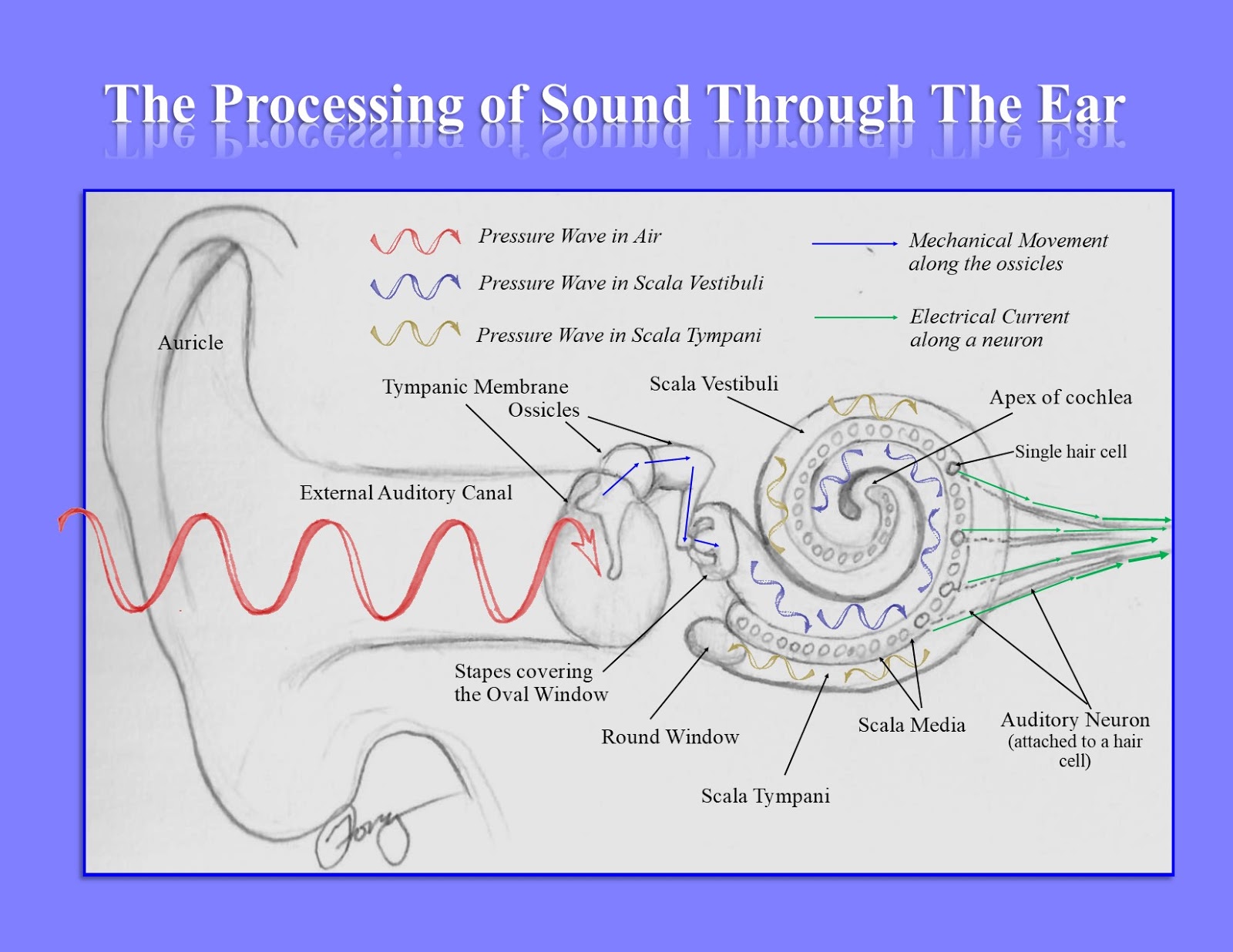 Hearing and How the Ear Processes Sound