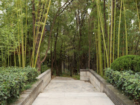 path through trees and bamboo