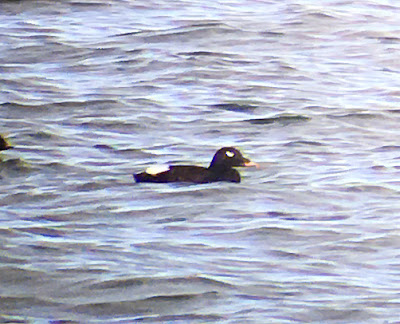 White-winged Scoter - Aberdeenshire