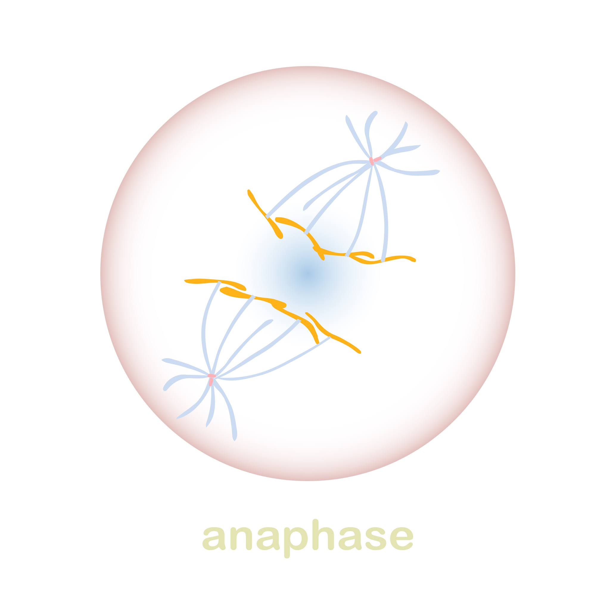 Plant Cell Anaphase